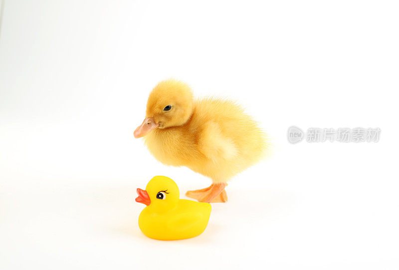 Cute  little duck with the rubber duck